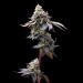 GMO Cookies - Barney´s Farm - 90% Indica