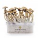 KIT SETAS GOLDEN TEACHER MICELIO 100%