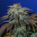 Heavy Duty Fruity TH Seeds