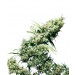 Jamaican Pearl Sensi Seeds feminizada