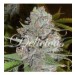 semillas-la-diva-auto-delicious-seeds-