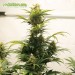 Auto Maxigom - Houseplant Seeds