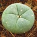 Cactus Peyote - 4 Años de Crecimiento