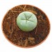 Cactus Peyote - 4 Años de Crecimiento
