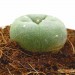 Cactus Peyote - 4 Años de Crecimiento