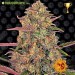 Pineapple Chunk – Barney's Farm