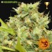 Pineapple Chunk – Barney's Farm