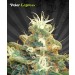 Polar Express – Auto Seeds