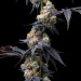 RS11 X BANANA OG - Barney´s Farm - 50% Híbrida