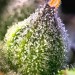RS11 X BANANA OG - Barney´s Farm - 50% Híbrida