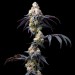 RS11 X BANANA OG - Barney´s Farm - 50% Híbrida