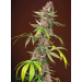 Red Mandarine F1 Fast Version - Sweet Seeds 