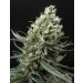 Ripper Haze – Ripper Seeds