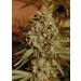 Somango Widow - Advanced Seeds 