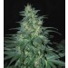 Sweet Coffee Ryder Auto - World Of Seeds