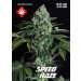 Speed Haze Auto – Pure Seeds