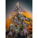 Red Gorilla Girl XL Auto - Sweet Seed 