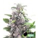 THC Bomb – Bomb Seeds