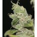 semillas ultrasour th seeds