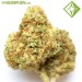 Auto Northern Lights - Houseplant Seeds - 17% T.H.C.