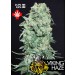 Viking Haze – Pure Seeds