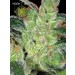 Cheese – Vision Seeds