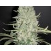 White Widow x Big Bud – Female Seeds