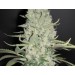 White Widow x Big Bud – Female Seeds