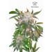 White Widow – Dutch Passion