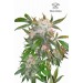 White Widow – Dutch Passion