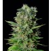 Zuri Widow feminizadas – Genehtik Seeds