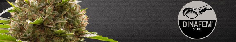 semillas marihuana dinafem