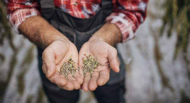 comprar semillas de marihuana en España