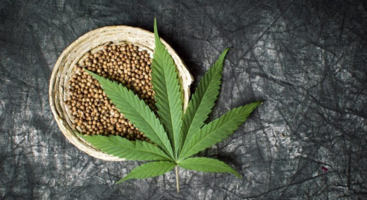 semillas de marihuana para la depresión