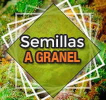 Semillas marihuana a granel