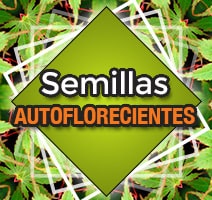 Semillas autoflorecientes