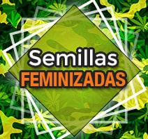 Semillas feminizadas